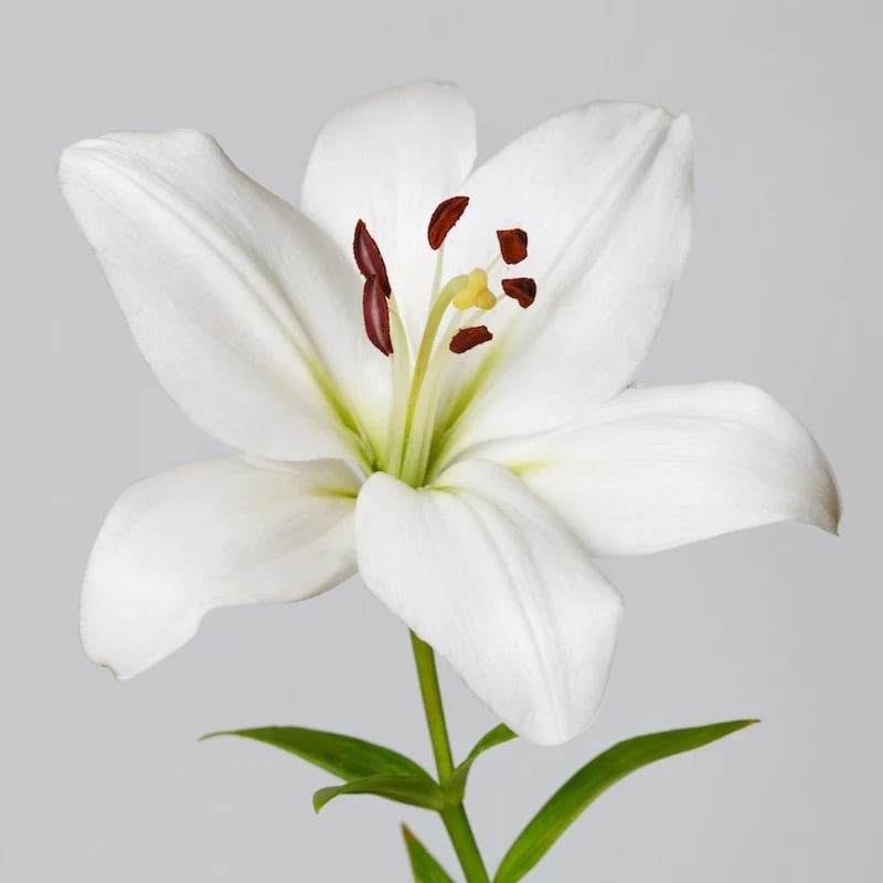 White Oriental Lilies